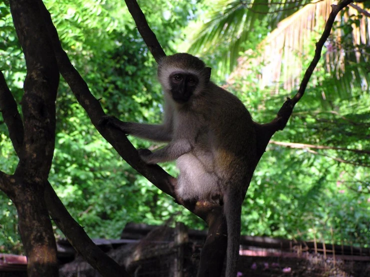 the small monkey is hanging on a tree nch