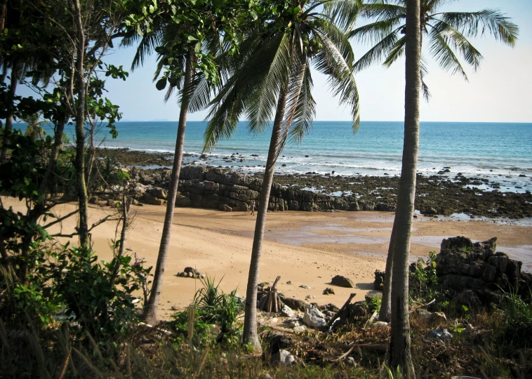 a beach that is very sandy and has palm trees near it