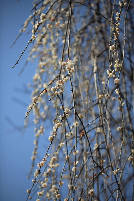 some white and red flowers growing on the nches