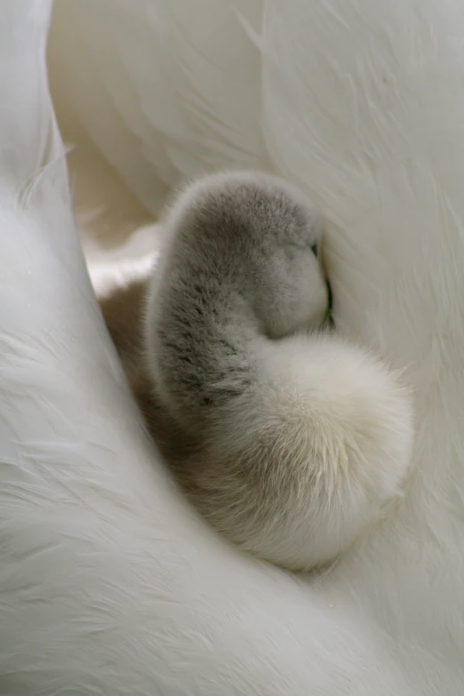 a small bird nest inside of a fluffy white fabric