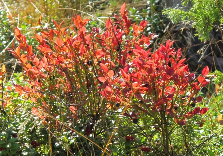 orange flowering plant in outdoor area of sunny day