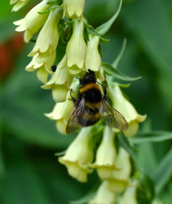 a bum is feeding on a yellow flower