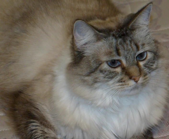 a brown and white cat is sitting on a bed