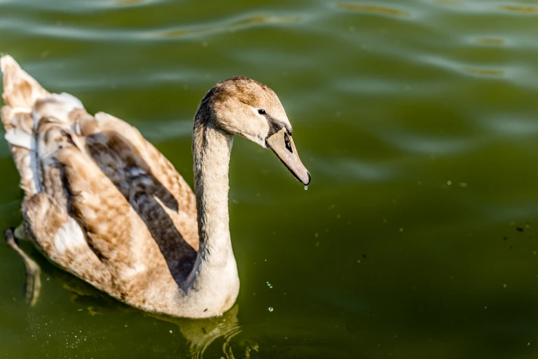 a bird with an interesting beak swimming in the water