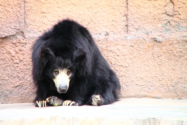 a black bear in a zoo laying down