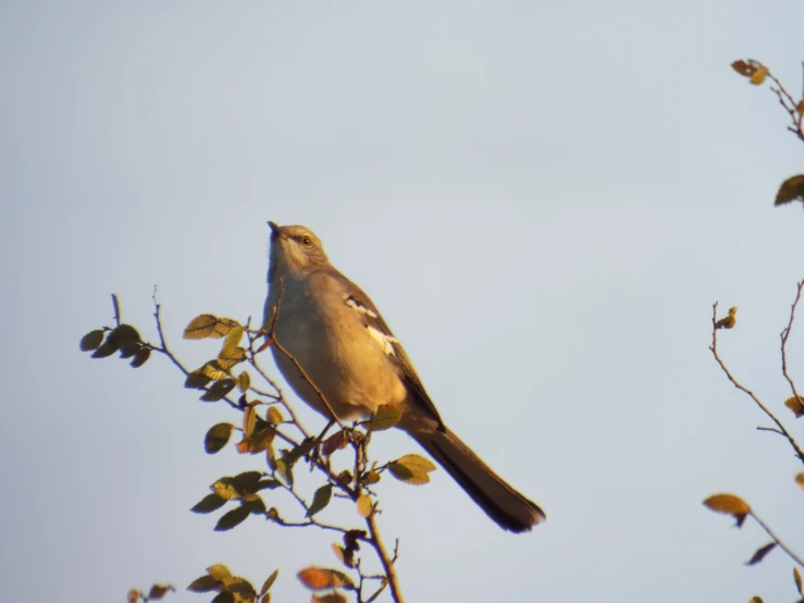 a brown bird sitting on top of a tree