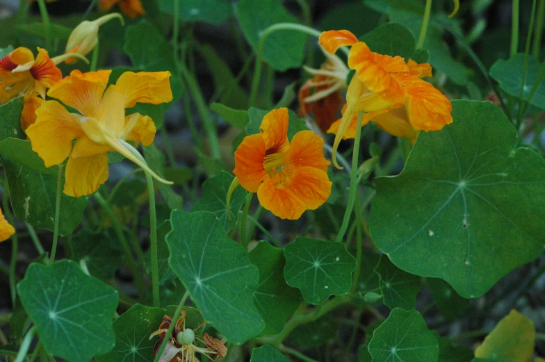 a bunch of orange flowers growing in the field