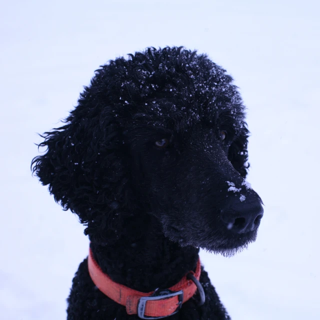 a close up of a dog in the snow