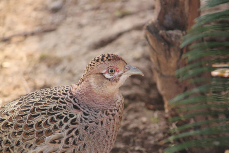 a pheasant standing on the ground near a tree