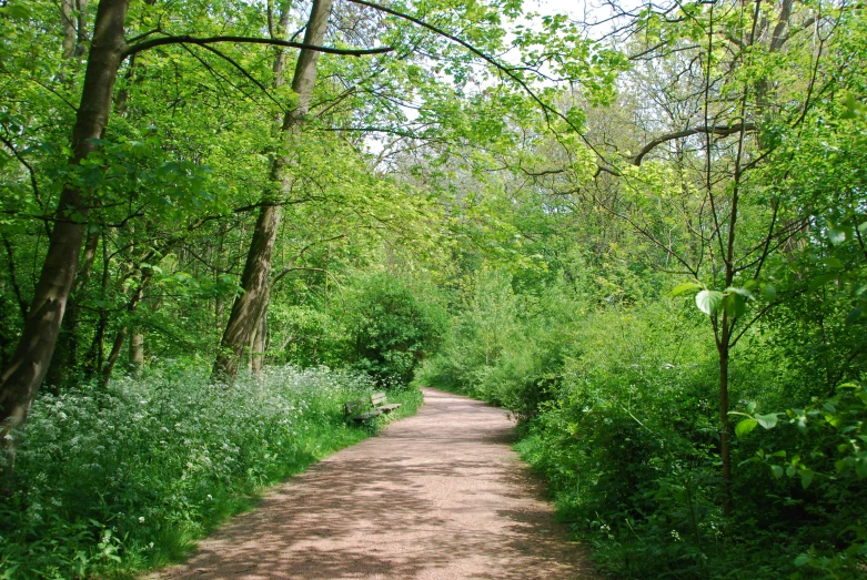 a dirt path is surrounded by trees and foliage