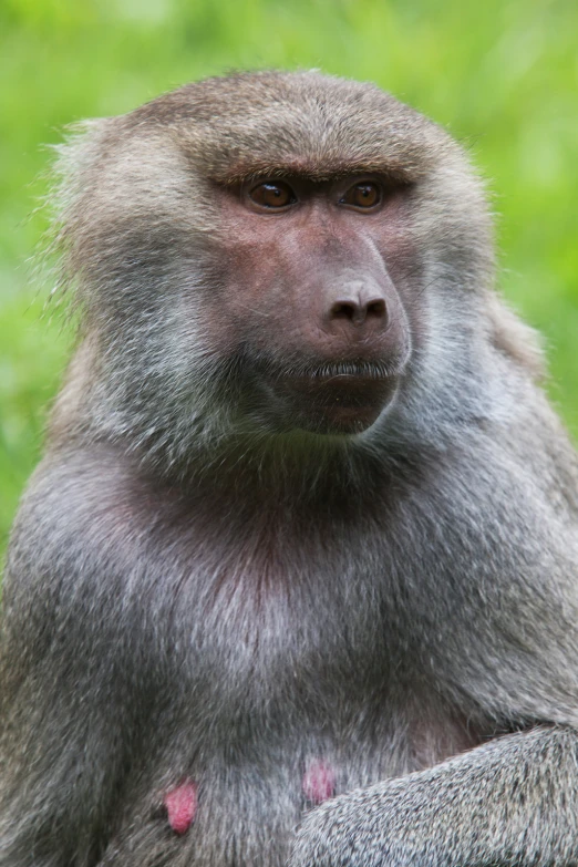 a baboon looks towards the camera in a grassy area