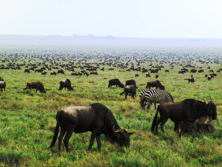 a herd of buffalo standing on top of a lush green field
