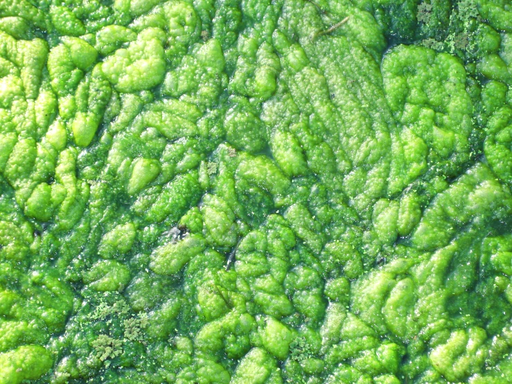 a close up view of green leaves,