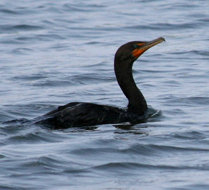 an image of a bird floating in the water