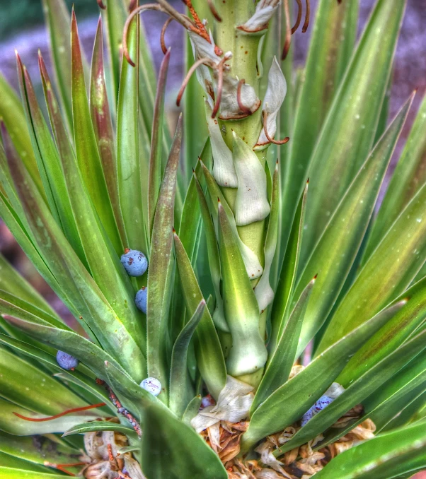 green plant with blue berries on it outside