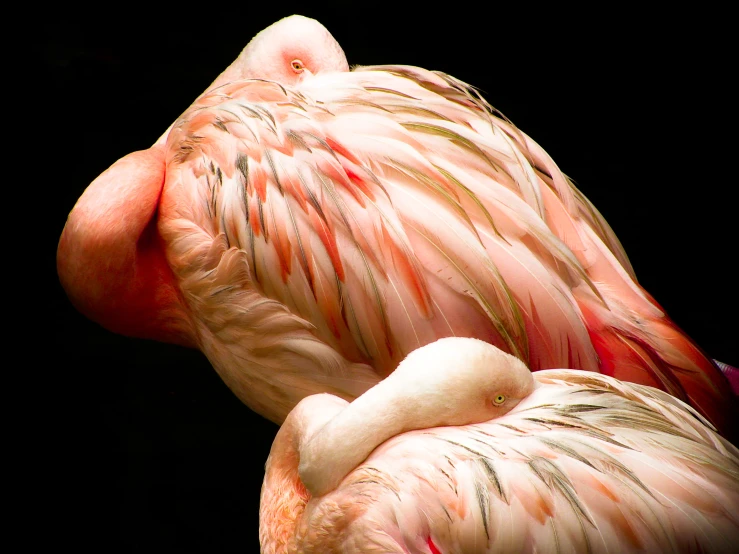 the flamingo is facing away with it's head resting on its 