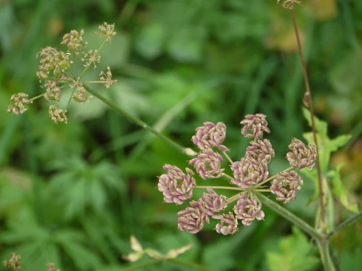 a small pink and white plant with lots of green leaves