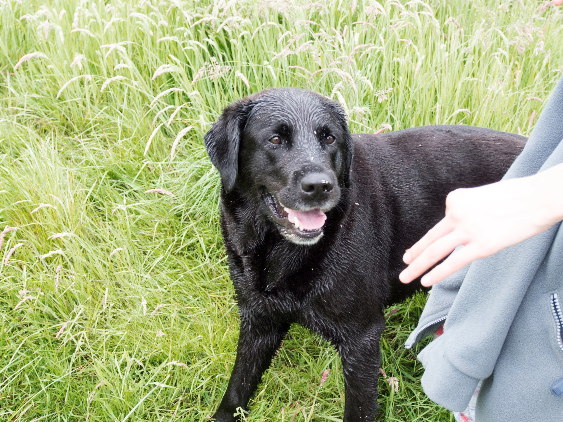 black dog standing in tall grass with persons hand next to it