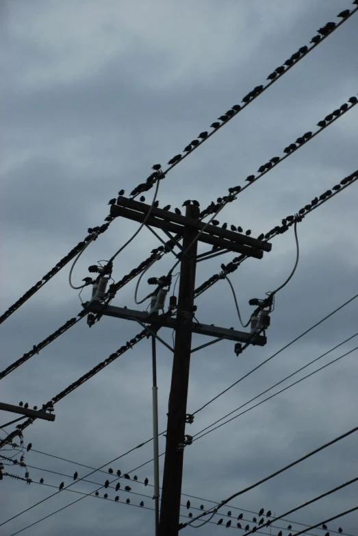 electrical wires and wires with birds on them