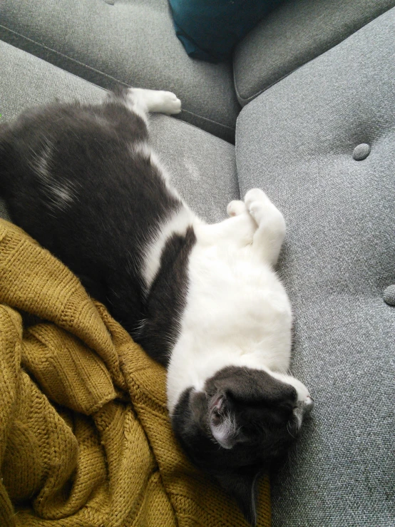 cat laying on its back on a couch with it's paw in the air