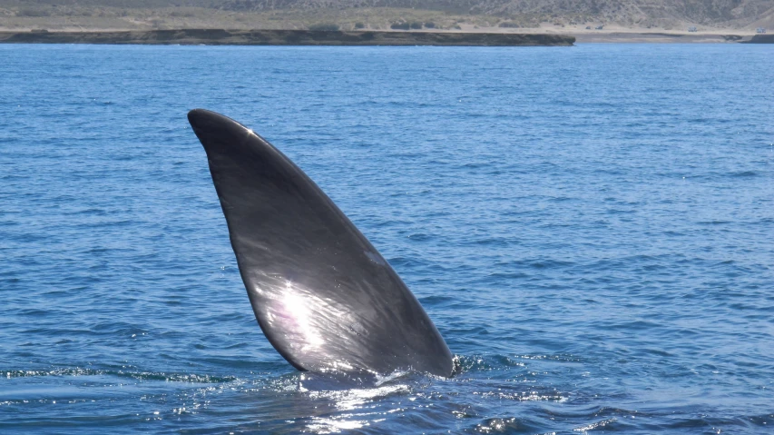 the tail of an animal swimming in a body of water