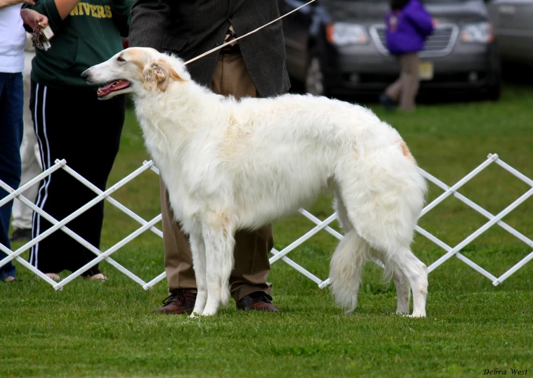 a white dog is on leash with people and car behind it