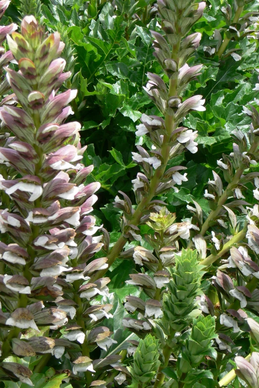 some green plants with purple and white flowers