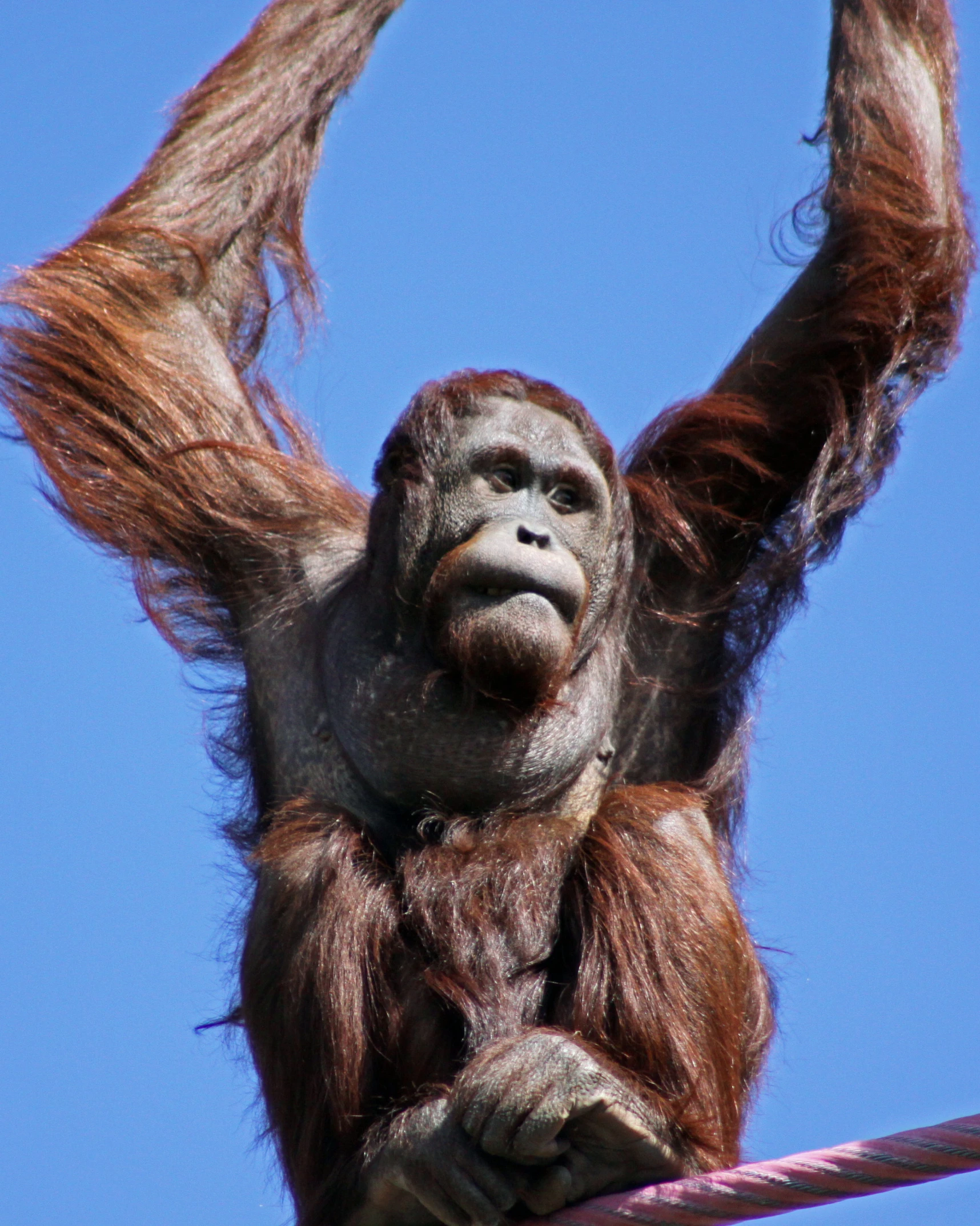 an orangutan hangs on a rope and holds onto the wire