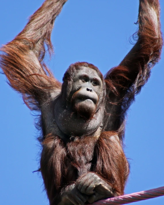 an orangutan hangs on a rope and holds onto the wire