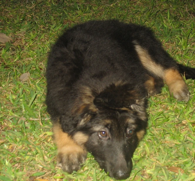 a black dog with brown spots standing in the grass