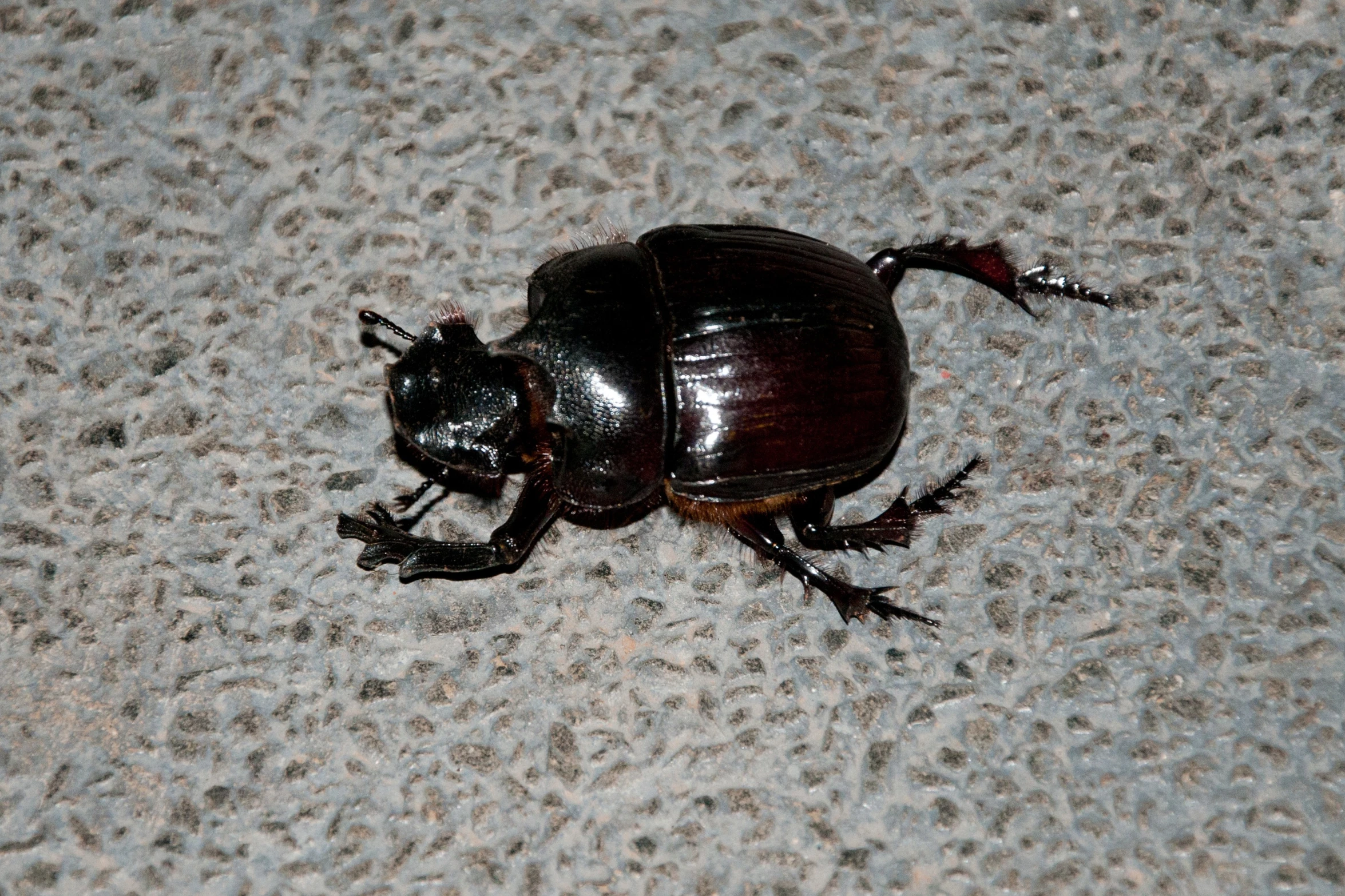 a beetle is sitting on the pavement by itself