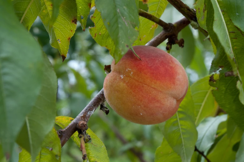 peach growing on a tree with green leaves