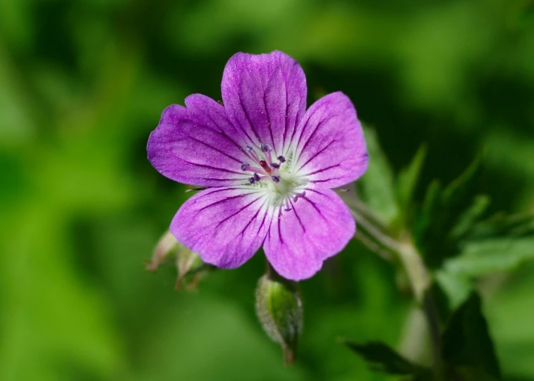 closeup of purple flower with blurred leaves in background
