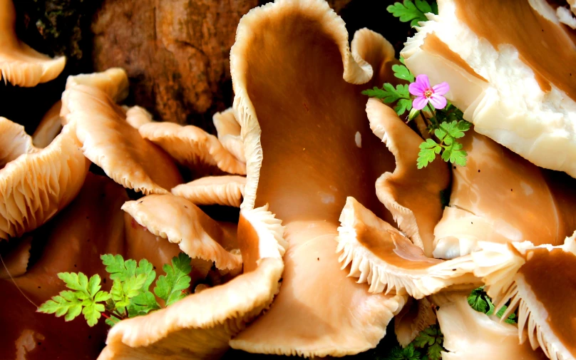 small pink flowers growing out of the top of mushrooms