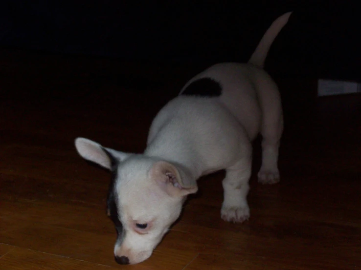 a small white dog is standing alone on the floor