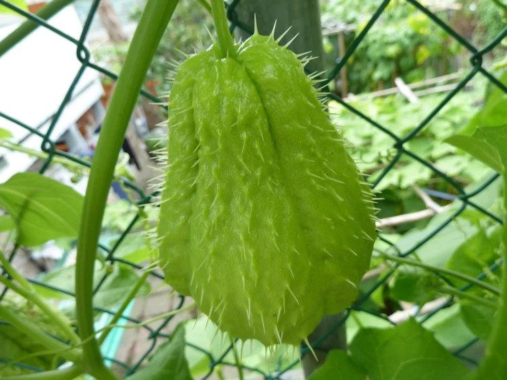 a cucumber plant in the back of a fence