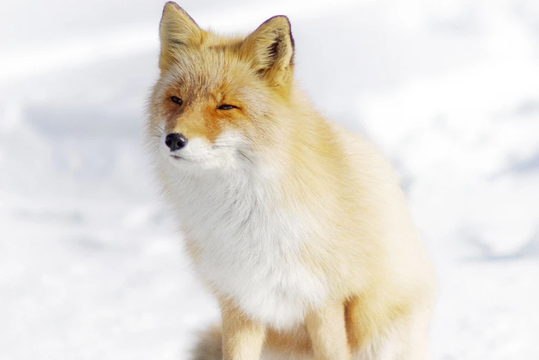 a very cute furry looking fox sitting in the snow