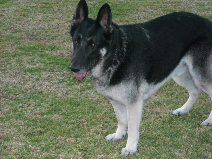 a large black and gray dog standing on top of a grass covered field