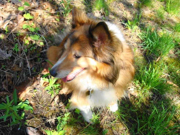 a brown, white and black dog standing on a lush green field