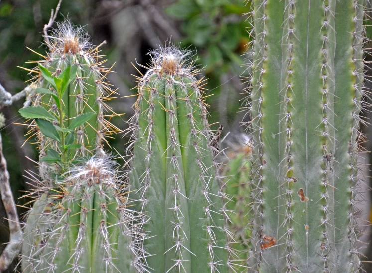 an area that has many kinds of vegetation in it