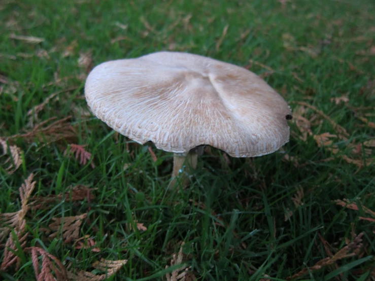 a small white mushroom sitting on top of a green field