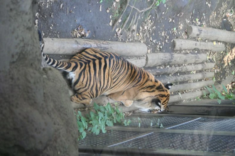 there is a tiger that is sitting on a log