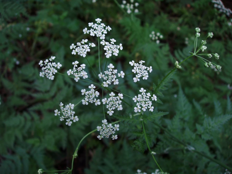 the plants outside are so pretty and white