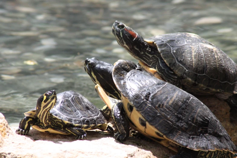 three baby turtles laying on top of rocks by the water