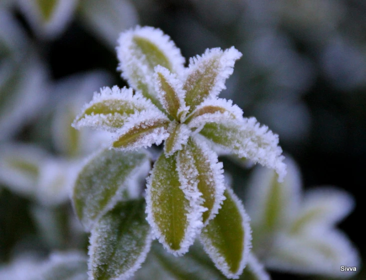the closeup of a snow covered leaf