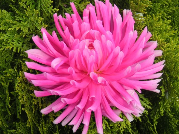 a pink flower in the center of green plants