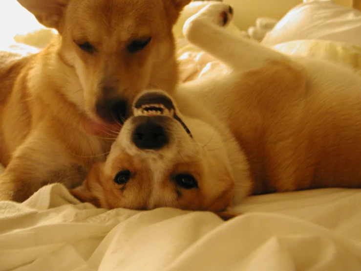 two dogs laying on bed with one paw on the other