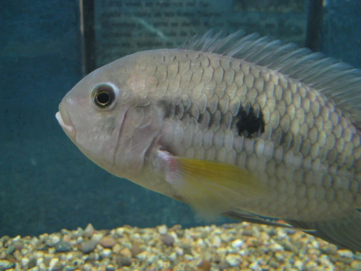 a large fish swimming in a large aquarium