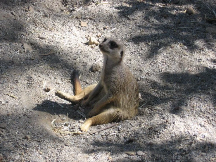 a small meerkat sits in the dirt looking up