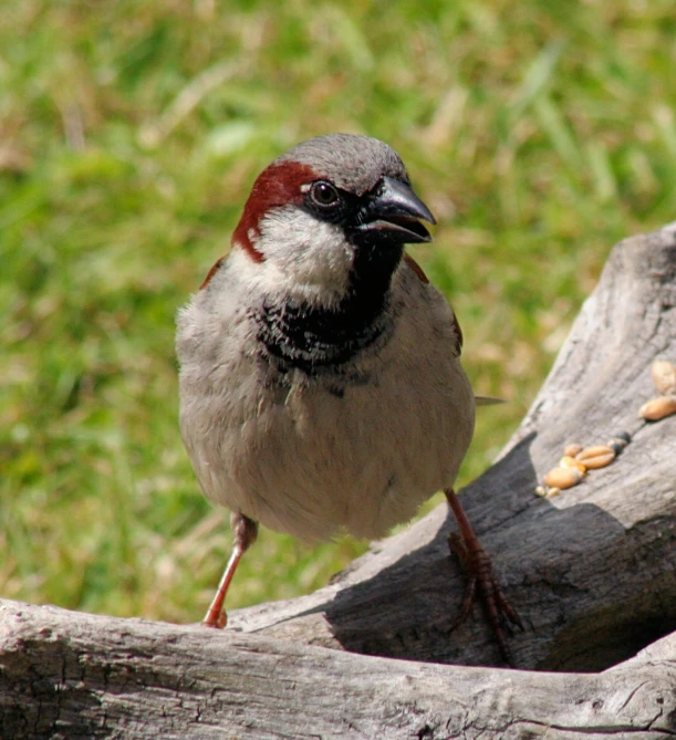 a bird perched on top of a tree trunk